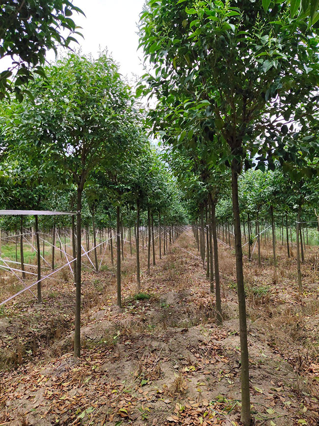 15公分大葉女貞價格多少錢？2020年最新大葉女貞價格