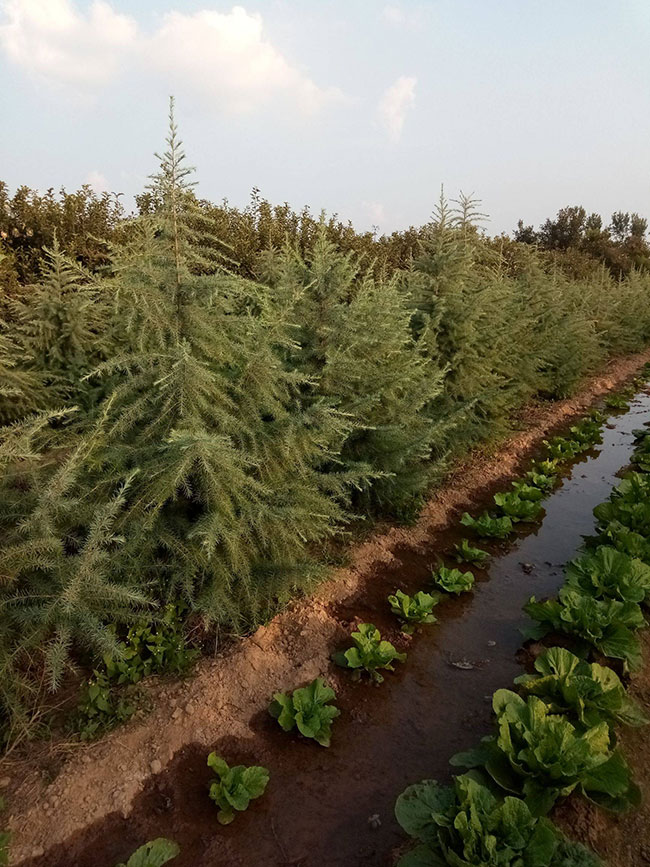 雪松多少錢一棵?2020年雪松價(jià)格最新價(jià)格