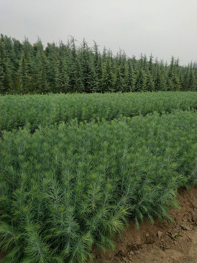 雪松多少錢一棵?2020年雪松價(jià)格最新價(jià)格