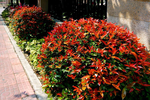 綠化帶里的紅葉石楠