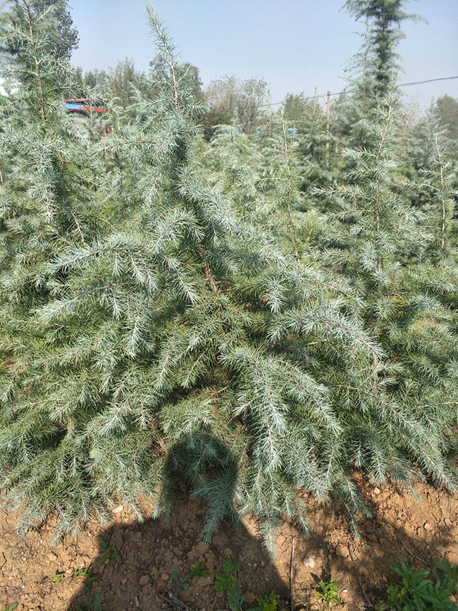 雪松多少錢(qián)一棵?2020年雪松行情預(yù)測(cè)