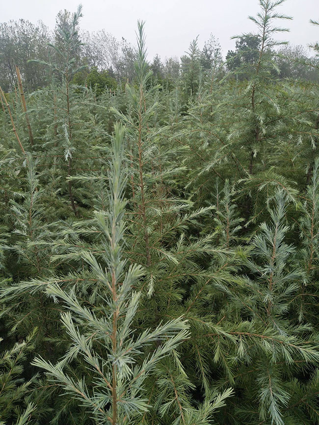 雪松多少錢(qián)一棵?2020年雪松行情預(yù)測(cè)