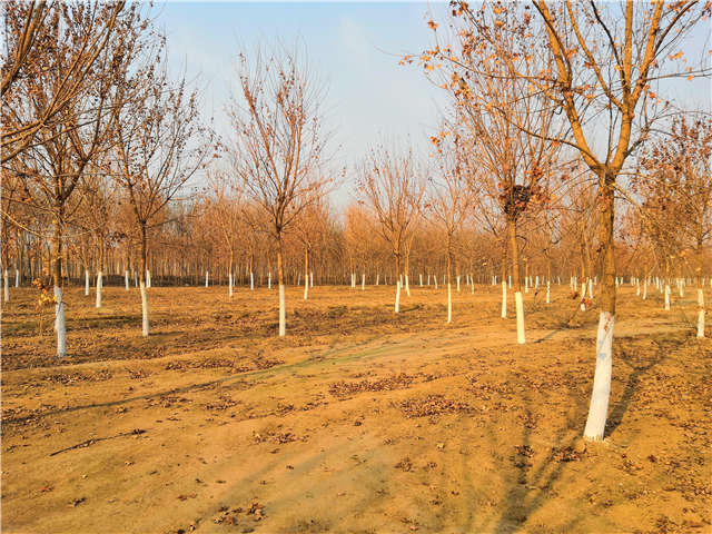 五角楓種植基地實拍