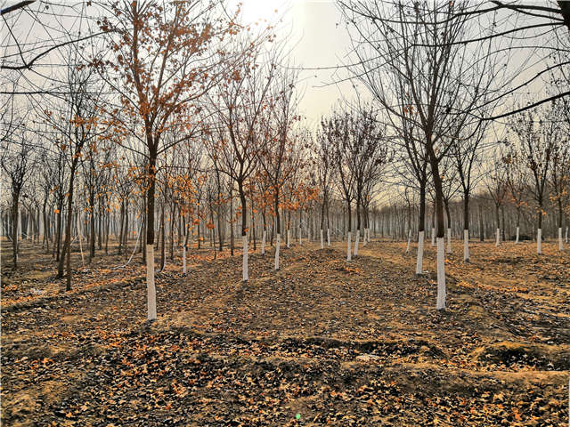 五角楓種植基地實拍