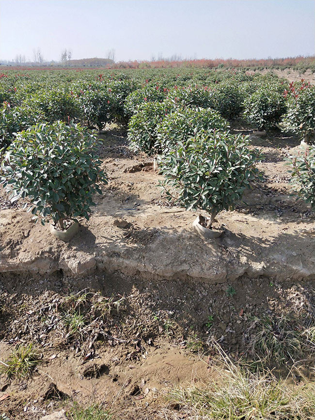 紅葉石楠品種都有哪些?紅葉石楠品種怎樣區(qū)分?