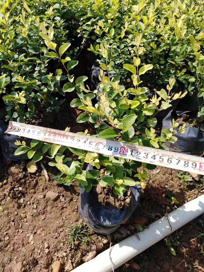 紅葉石楠品種都有哪些?紅葉石楠品種怎樣區(qū)分?