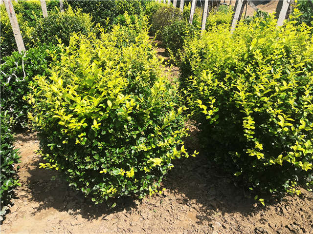沭陽長景園林金葉女貞球種植基地實(shí)拍圖片