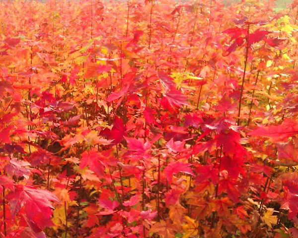 美國(guó)紅楓苗