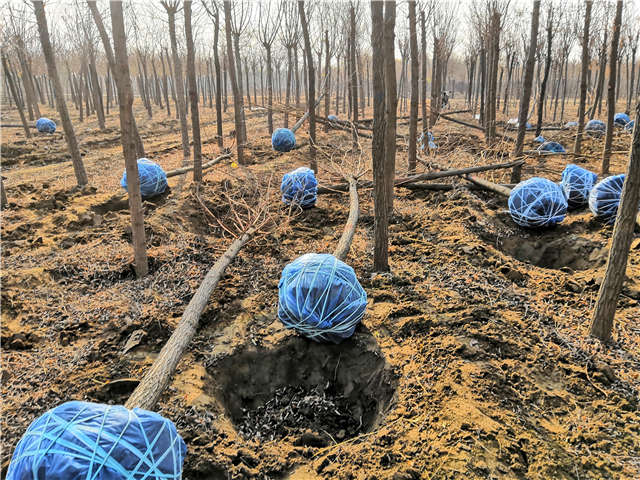 沭陽長(zhǎng)景園林刺槐種植基地實(shí)拍圖片