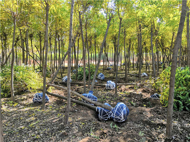 沭陽長景園林刺槐種植基地實拍圖片
