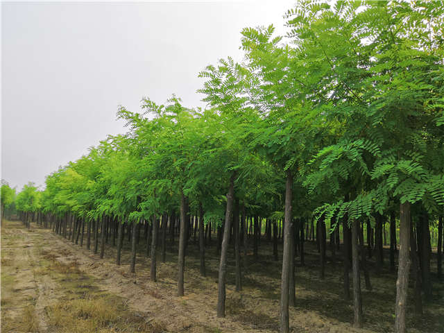 沭陽長(zhǎng)景園林刺槐種植基地實(shí)拍圖片