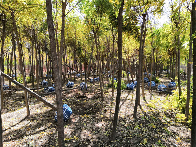 沭陽長景園林刺槐種植基地實(shí)拍圖片