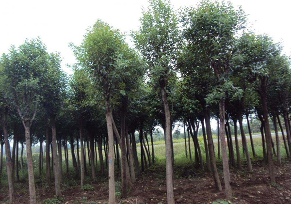 高桿女貞基地實拍圖