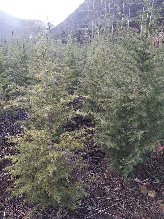 雪松多少錢一棵?2020年雪松價格最新行情預(yù)測