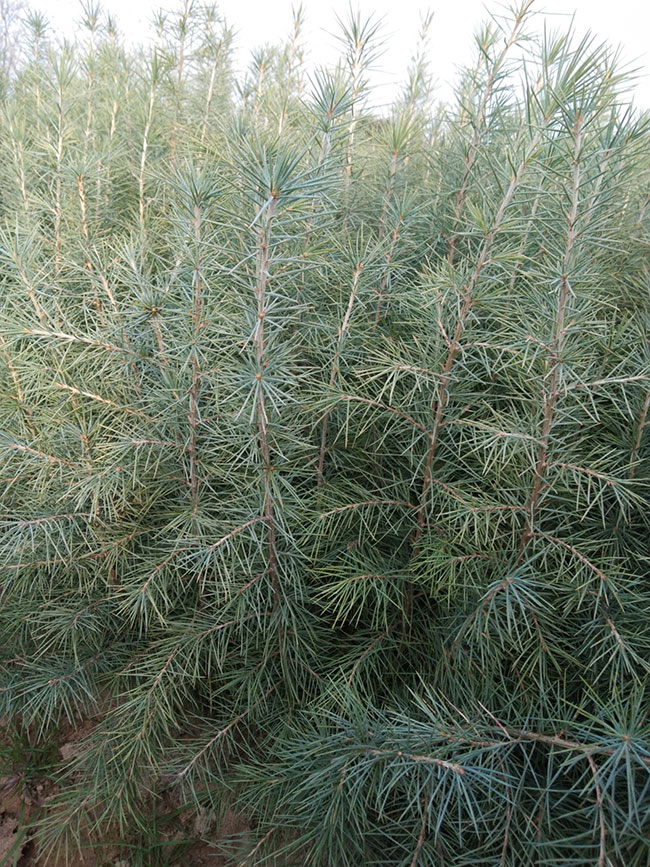 雪松多少錢一棵?2020年雪松價格最新行情預(yù)測