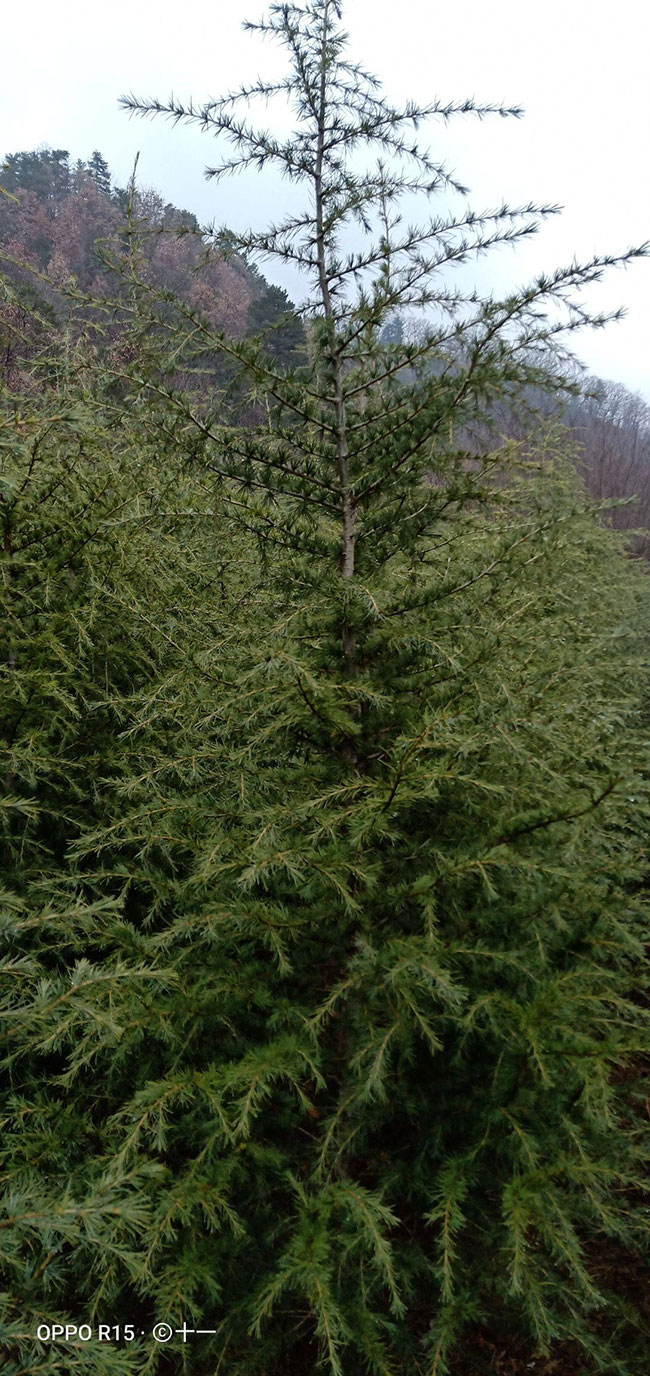 雪松多少錢一棵?2020年雪松價格最新行情預(yù)測