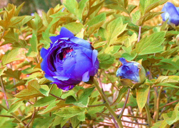 藍(lán)色牡丹