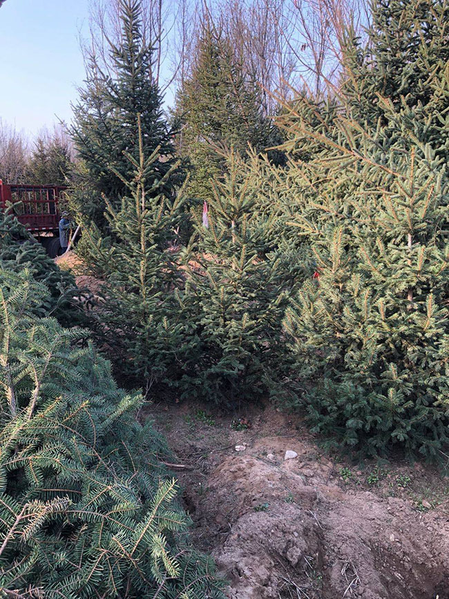 云杉樹苗批發(fā)價格多少?2020年云杉樹苗市場價格