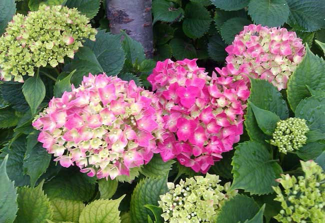 繡球花的花語是什么?繡球花的寓意和象征