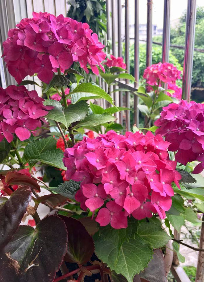 繡球花的花語是什么?繡球花的寓意和象征