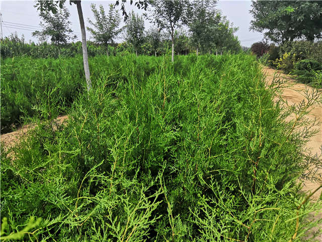 沭陽(yáng)長(zhǎng)景園林側(cè)柏種植基地實(shí)拍圖片