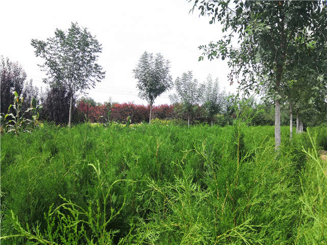 沭陽(yáng)長(zhǎng)景園林側(cè)柏種植基地實(shí)拍圖片