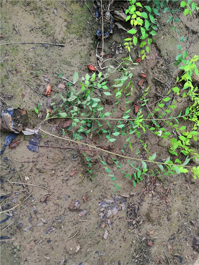 金葉榆籬種植基地實拍圖片