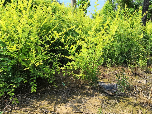 金葉榆籬種植基地實拍圖片