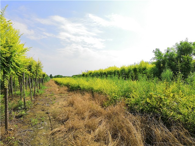 金葉榆籬種植基地實拍圖片