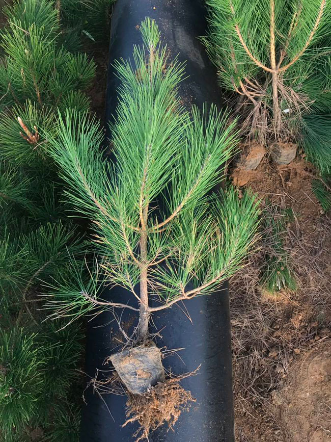 黑松價(jià)格多少錢一棵