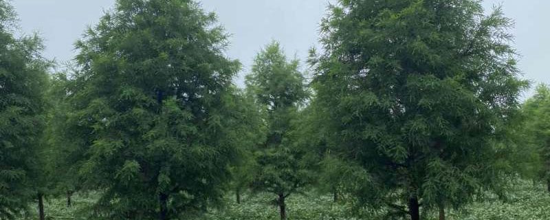 16公分東方杉價(jià)格多少錢(qián)一棵