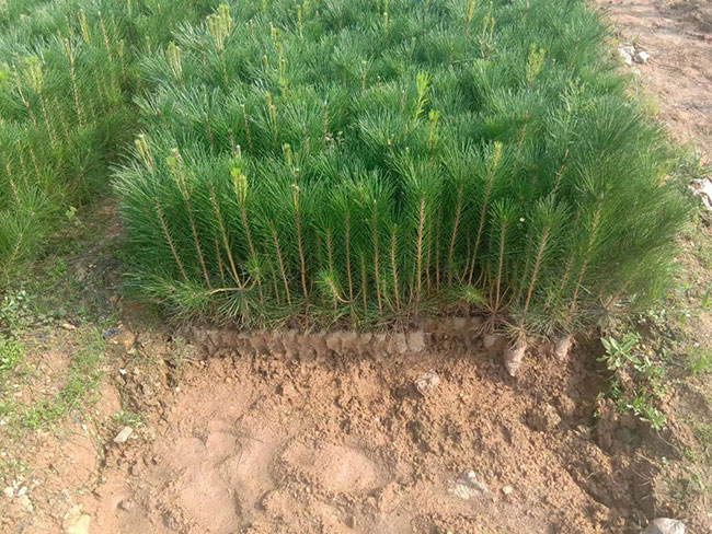 黑松小苗價(jià)格多少錢(qián)一棵?黑松種植方法有哪些?