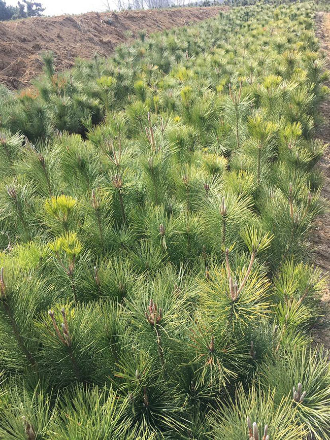 黑松小苗價(jià)格多少錢(qián)一棵?黑松種植方法有哪些?