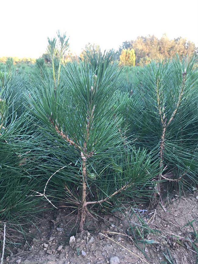 黑松小苗價(jià)格多少錢(qián)一棵?黑松種植方法有哪些?