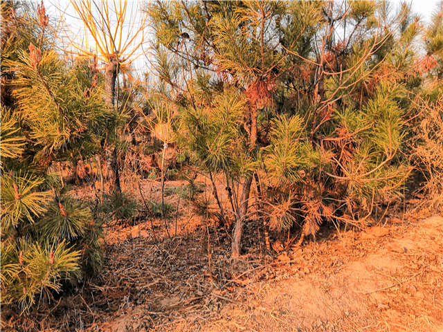 油松照片種植基地實拍
