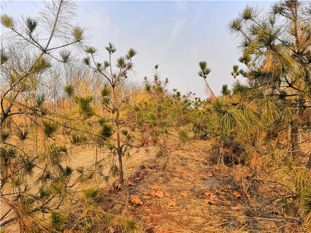 油松照片種植基地實拍