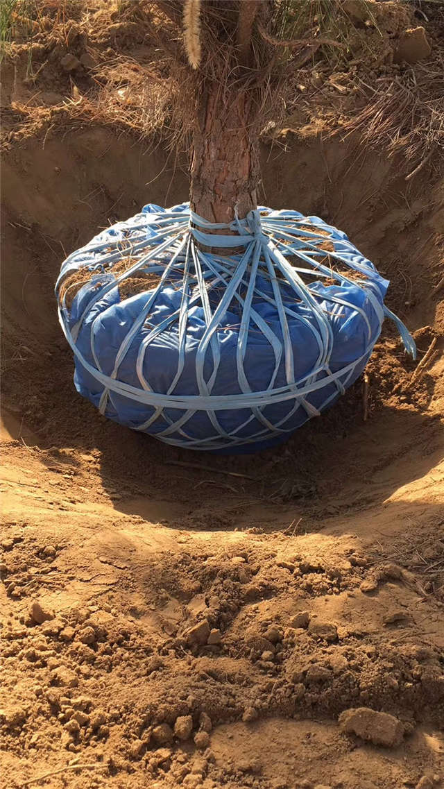 油松照片種植基地實拍