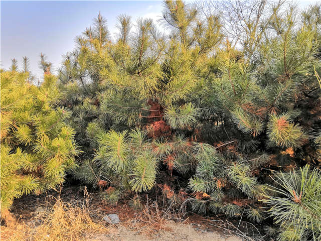 油松照片種植基地實拍