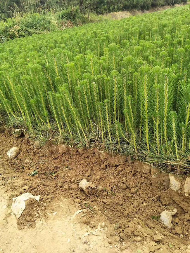 黑松價格行情，2019年最新黑松基地批發(fā)報價