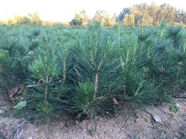 黑松價格行情，2019年最新黑松基地批發(fā)報價