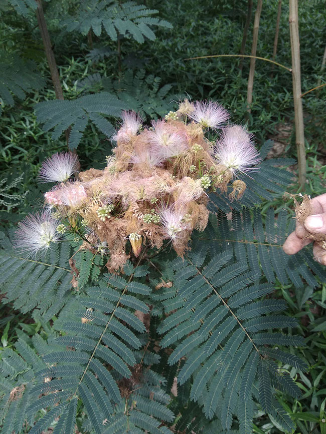 紫葉合歡樹怎么繁殖?合歡樹的繁殖技術(shù)