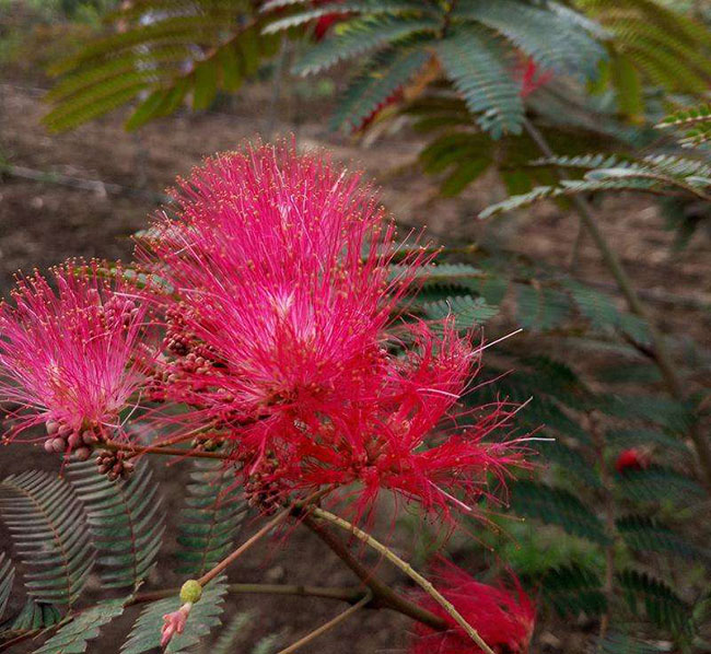 紫葉合歡樹怎么繁殖?合歡樹的繁殖技術(shù)