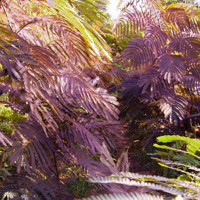 紫葉合歡樹怎么繁殖?合歡樹的繁殖技術(shù)