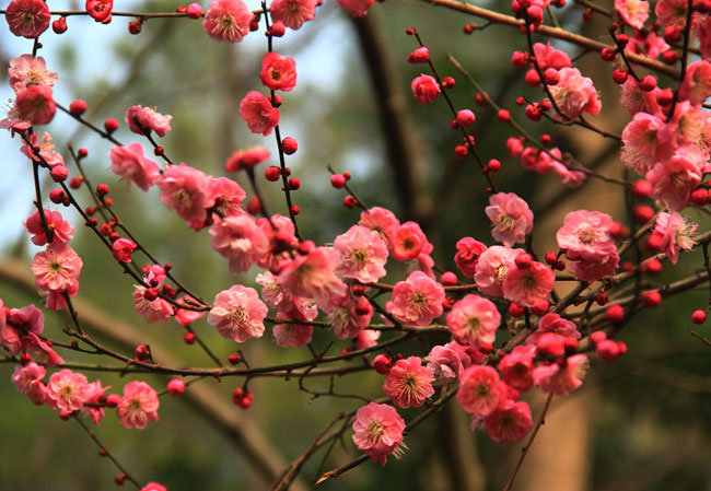 紅梅樹(shù)多少錢(qián)一棵?2020年紅梅樹(shù)價(jià)格最新價(jià)格