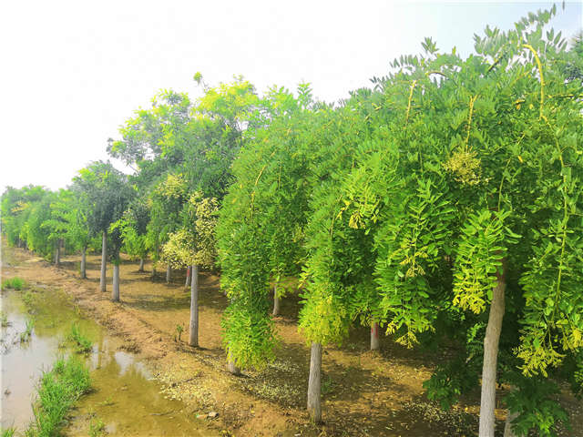 沭陽長景園林龍爪槐種植基地實拍圖片