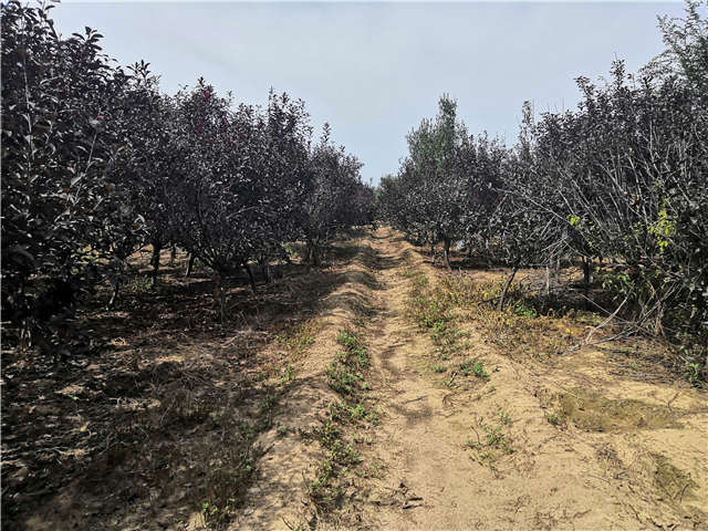 沭陽(yáng)長(zhǎng)景園林紫葉矮櫻種植基地實(shí)拍圖片