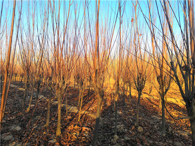 紫葉李照片種植基地實(shí)拍