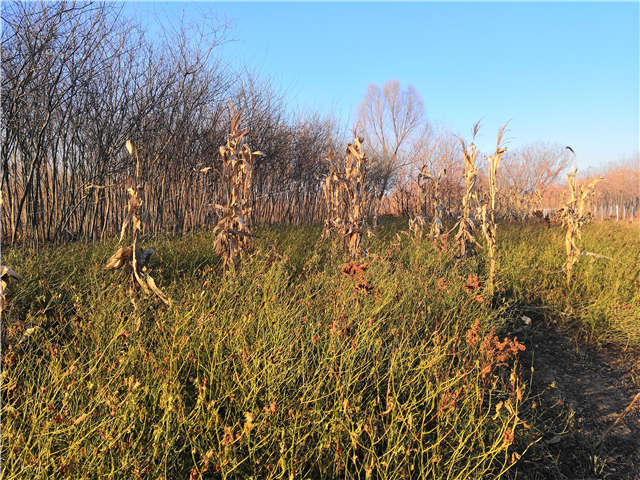 棣棠種植基地實拍