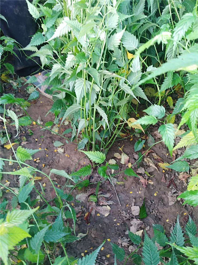 棣棠種植基地實拍