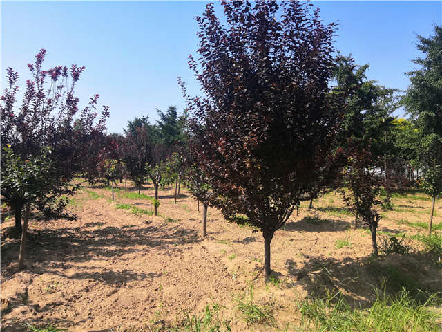 沭陽長景園林太陽李種植基地實拍圖片